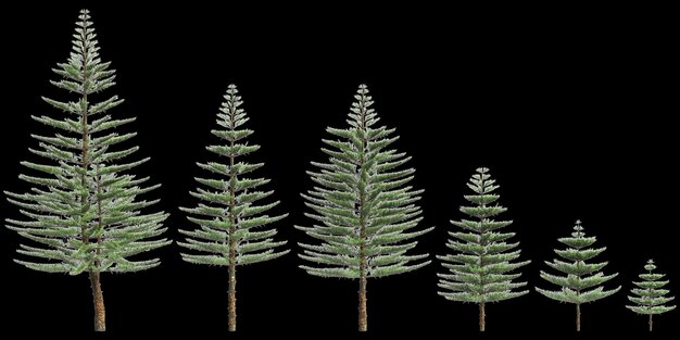 Photo 3d illustration of set araucaria heterophylla tree isolated on black background