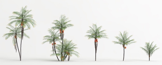 3d illustration of set Bactris gasipaes tree isolated on white background