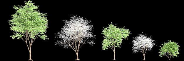 Photo 3d illustration of set bauhinia acuminata tree isolated on black background