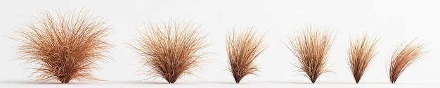 Photo 3d illustration of set carex buchananii grass isolated on white background