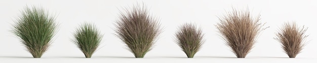 세트 chionochloa rubra의 3d 일러스트