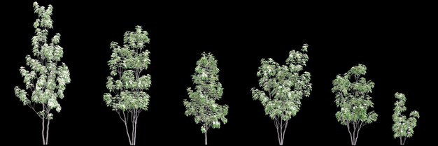 3d illustration of set Cornus hongkongensis tree isolated on black background