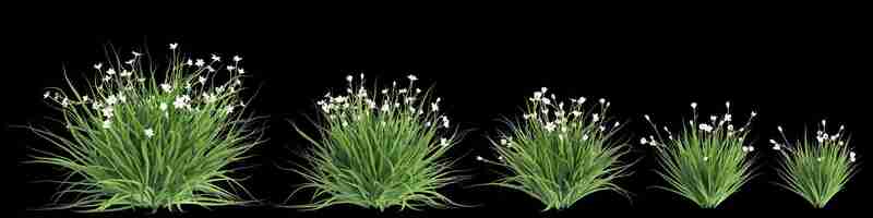 Photo 3d illustration of set dietes grandiflora bush isolated on black background