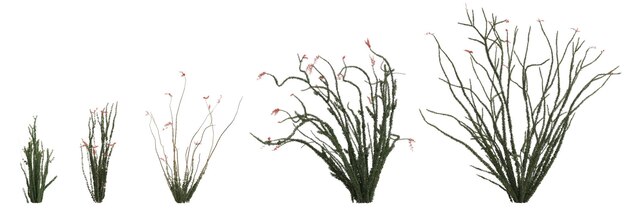 白い背景に分離されたセット fouquieria splendens ブッシュの 3 d イラストレーション