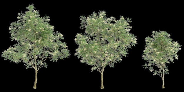 검은 바탕에 고립 된 세트 Fraxinus griffithii 나무의 3d 일러스트레이션