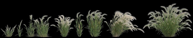 3d illustration of set hordeum jubatum bush isolated on black background