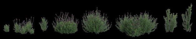 3d illustration of set lavandula stoechas bush isolated on black background human eye angle