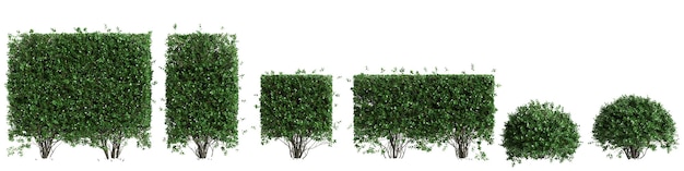 3d illustration of set Ligustrum ovalifolium bush isolated on white background