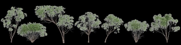 Photo 3d illustration of set melaleuca lanceolata tree isolated on black background