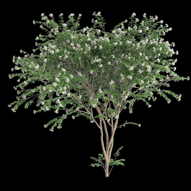 Photo 3d illustration of set nyctanthes arbor tristis tree isolated on black background