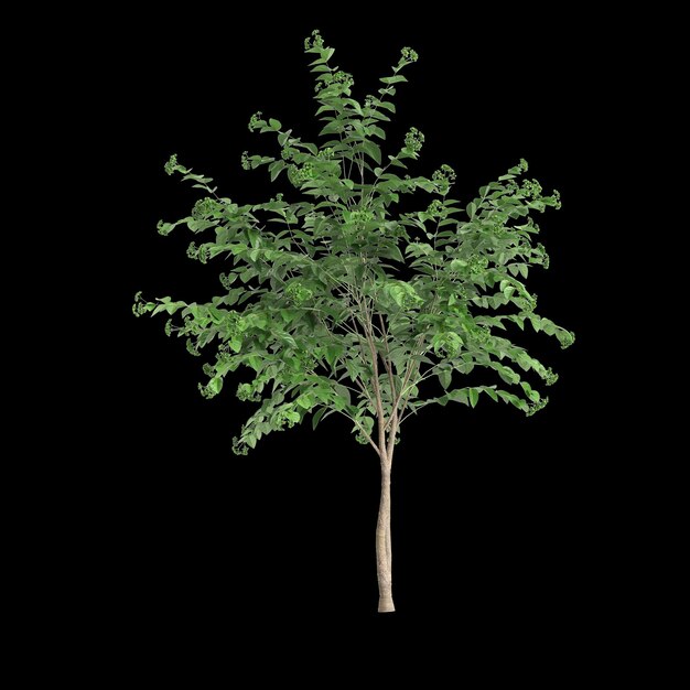 Photo 3d illustration of set nyctanthes arbor tristis tree isolated on black background