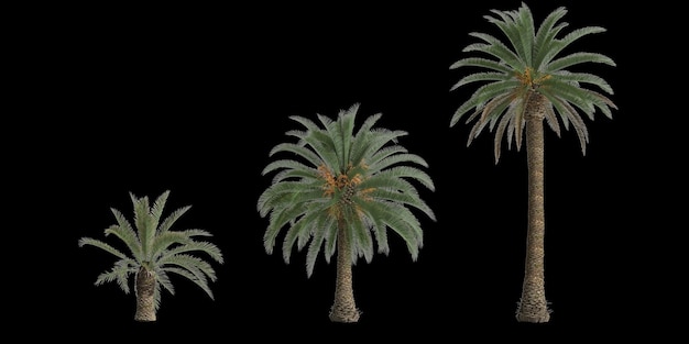 3d illustration of set phoenix canariensis palm isolated on black background