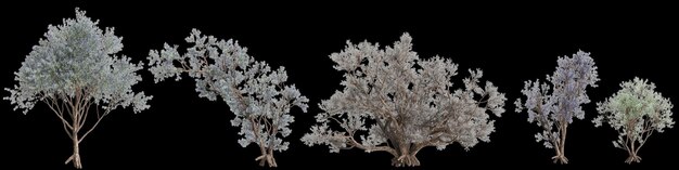 3d иллюстрация набора деревьев Psorothamnus spinosus, изолированных на черном фоне