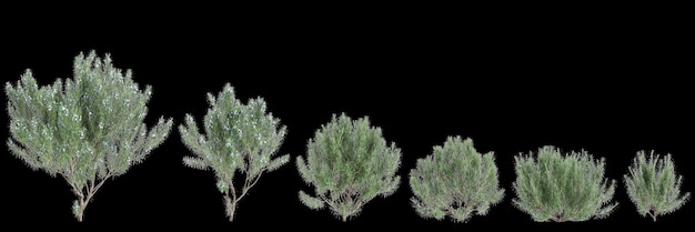 3d illustration of set Rosmarinus officinalis bush isolated black background