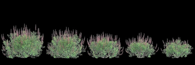 3d иллюстрация набора Salvia greggii куст изолированный черный фон