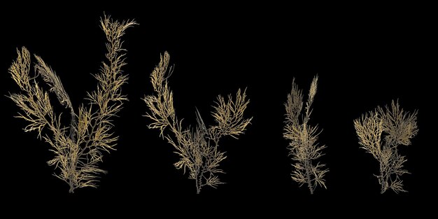 Photo 3d illustration of set seaweed isolated on black background