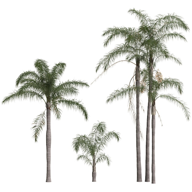 3d illustration of set syagrus romanzoffian palm isolated on white background