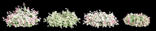 Photo 3d illustration of set trachelospermum asiaticum hatsuyukikazura bush isolated on black background