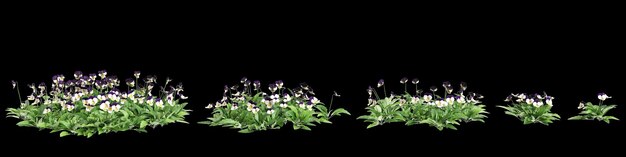 3d illustration of set Viola cornuta bush isolated on black background