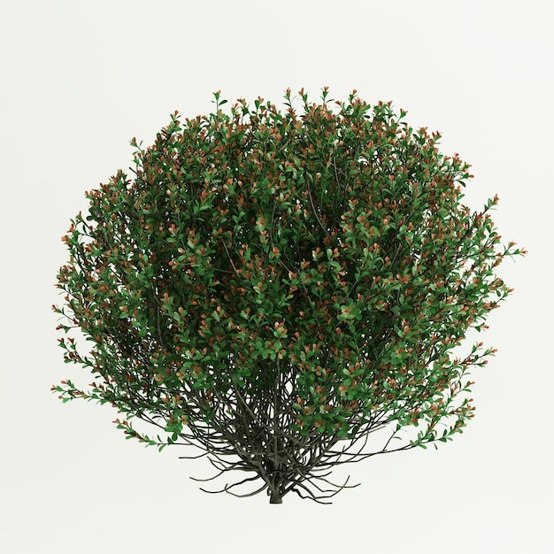 3d illustration of shrub with isolated on white backgroundbird's eye view