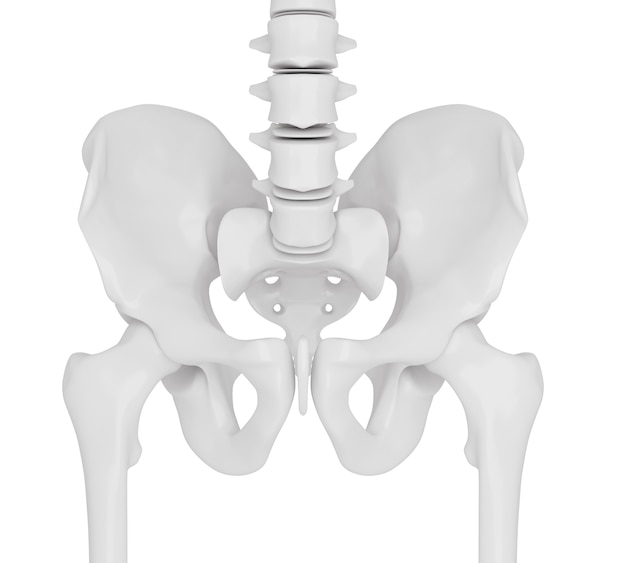 3d illustration of the skeletal hip