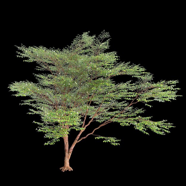 3d illustration of Stewartia monadelpha tree isolated on black background