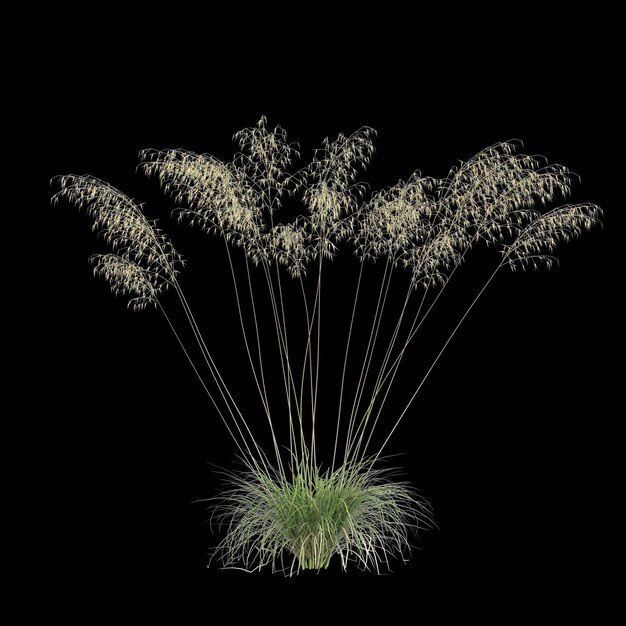 3d illustration of Stipa Gigantea bush isolated on black background