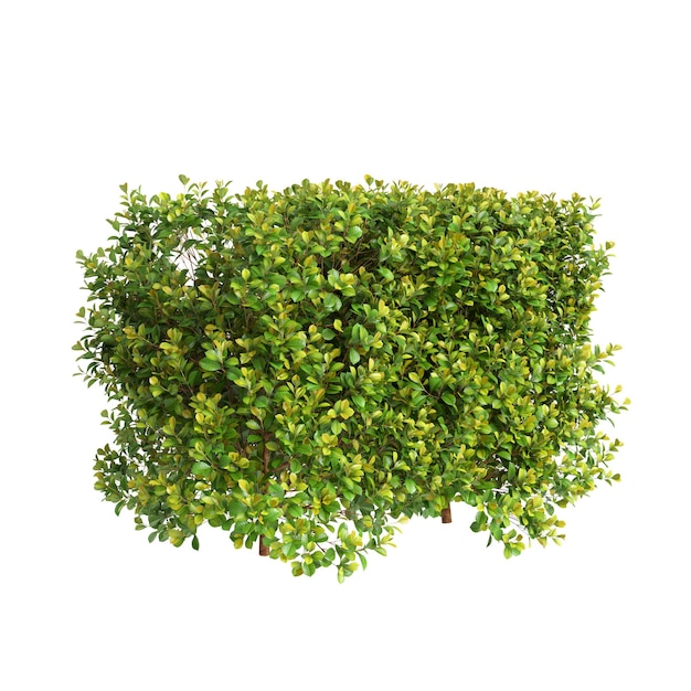 Photo 3d illustration of syzygium paniculatum treeline isolated on white background