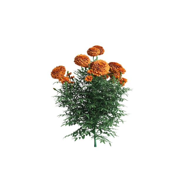 3d illustration of Tagetes erecta bush isolated on white background