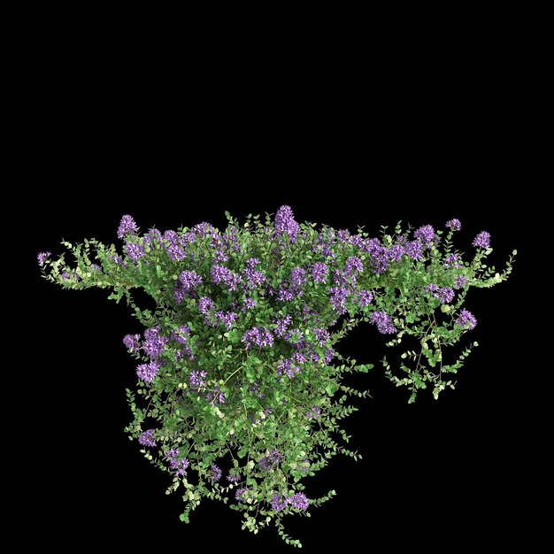 3d illustration of Thymus serpyllum hanging plant isolated on black background