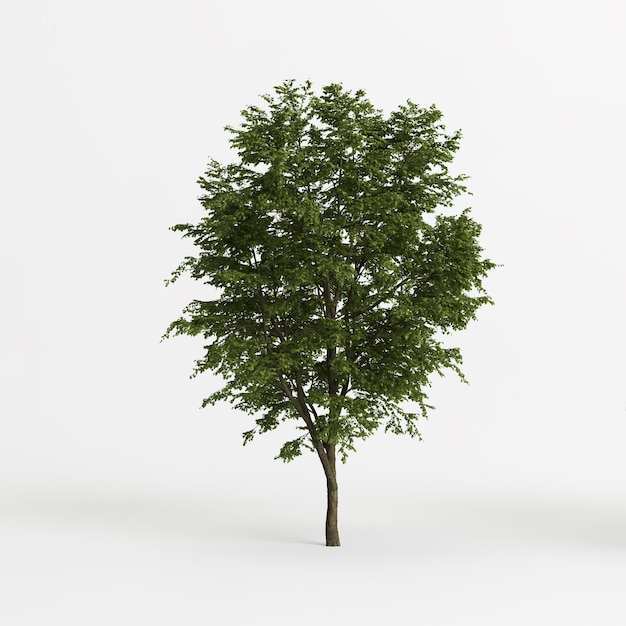 Foto 3d illustrazione di tilia platyphyllos albero isolato su sfondo bianco