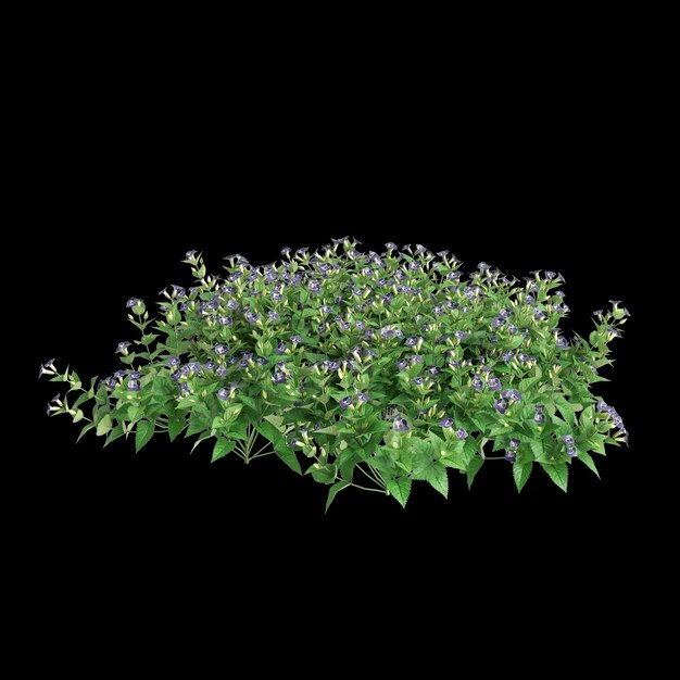 Photo 3d illustration of torenia fournieri bush isolated on black background