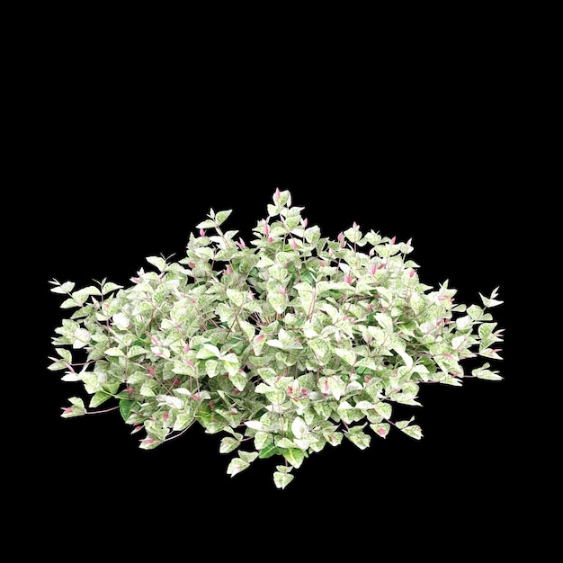 3d illustration of Trachelospermum asiaticum Hatsuyukikazura bush isolated on black background