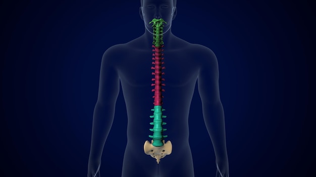 인간 골격 시스템 해부학의 척추 기둥의 3d 일러스트레이션