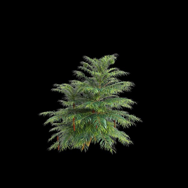 3d illustration of Wollemia nobilis tree isolated on black background