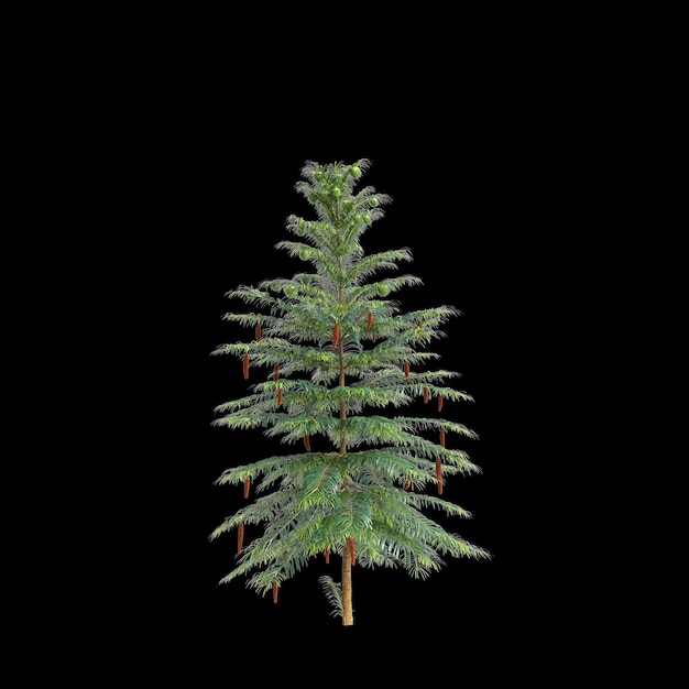 3Dイラスト: 黒い背景に孤立したウォレミア・ノビリスの木