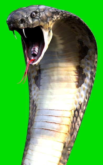 Photo 3d king cobra black snake the world's longest venomous snake