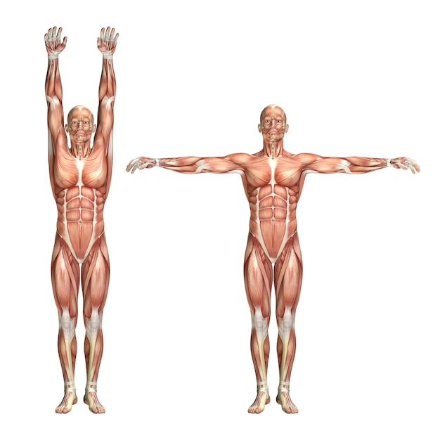 3D male medical figure showing shoulder abduction and adduction