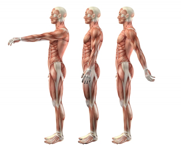 3D male medical figure showing shoulder flexion, extension and hyperextension