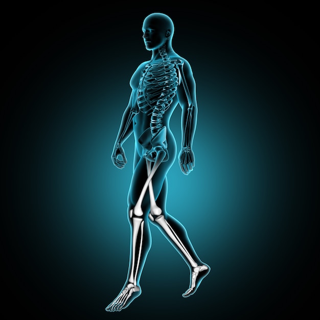 3D male medical figure walking with leg bones highlighted