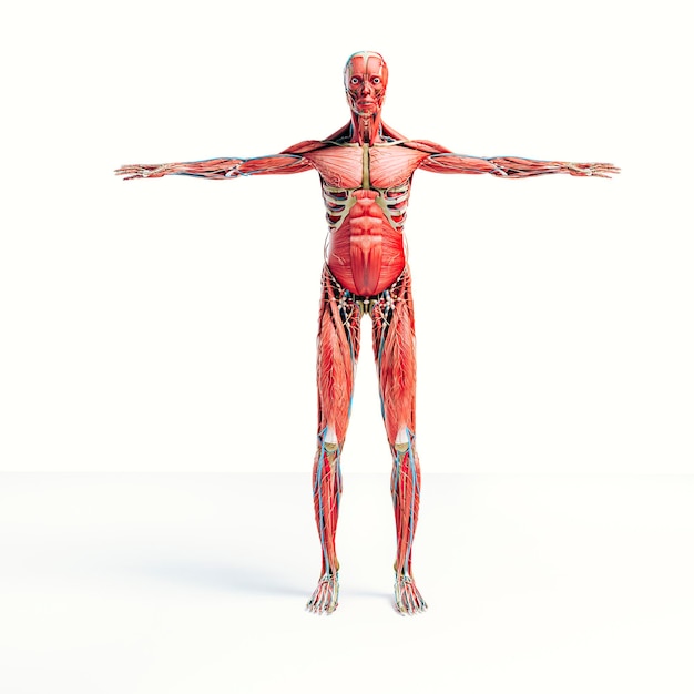 Фото 3d человек визуализирует анатомию, показывающую скелет и мышечную систему