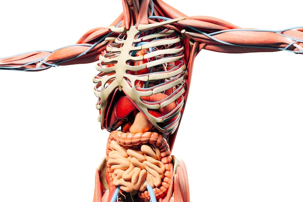 3d man render anatomy showing skeleton muscular system and internal organs