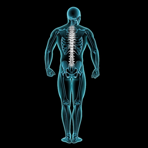 3D mannelijke medische figuur met wervelkolom gemarkeerd