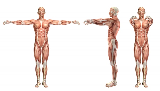 3D medical figure showing shoulder horizontal abduction and adduction