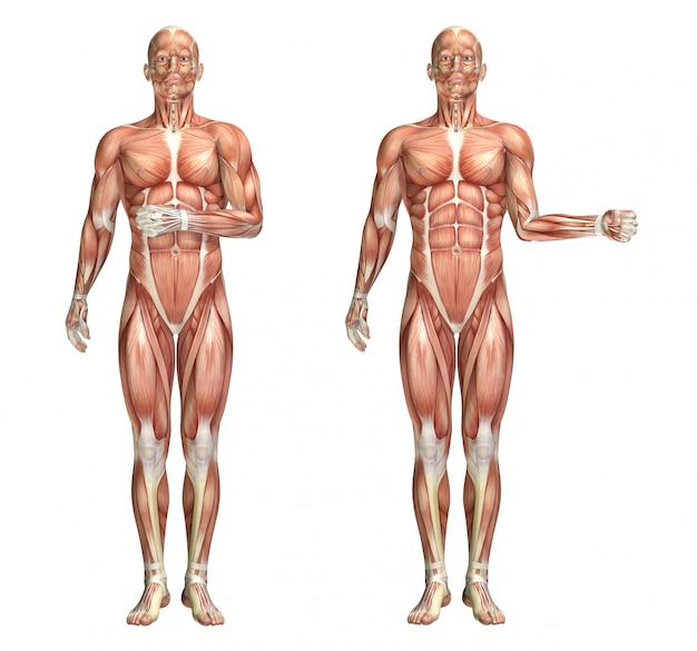 Photo 3d medical figure showing shoulder internal and external rotation