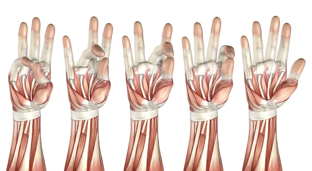 Photo 3d medical figure showing thumb touching each finger