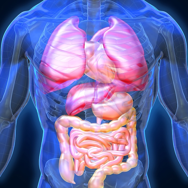 3d menselijke organen en spieren, blauwe schaduw anatomie mens x-ray botten hart longlever