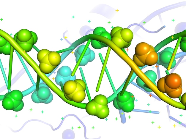 Photo 3d model of dna