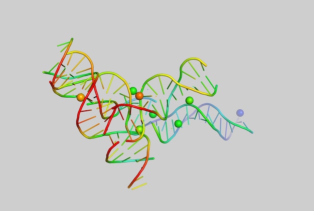 DNAの3Dモデル