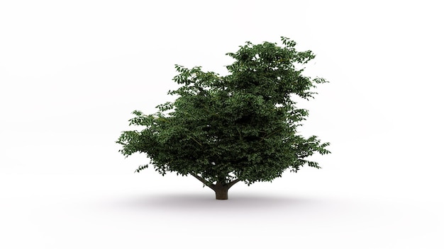 3d model Tree with a white background